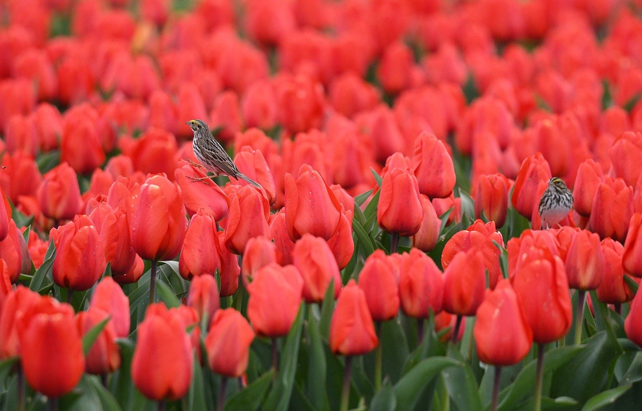 erleben sie das blühende spektakel des flower festivals! entdecken sie farbenfrohe blumenarrangements, inspirierende gartenideen und die schönheit der natur in voller blüte. teilnahme an workshops, live-darbietungen und kulinarischen genüssen erwarten sie. lassen sie sich von der vielfalt der flora verzaubern!