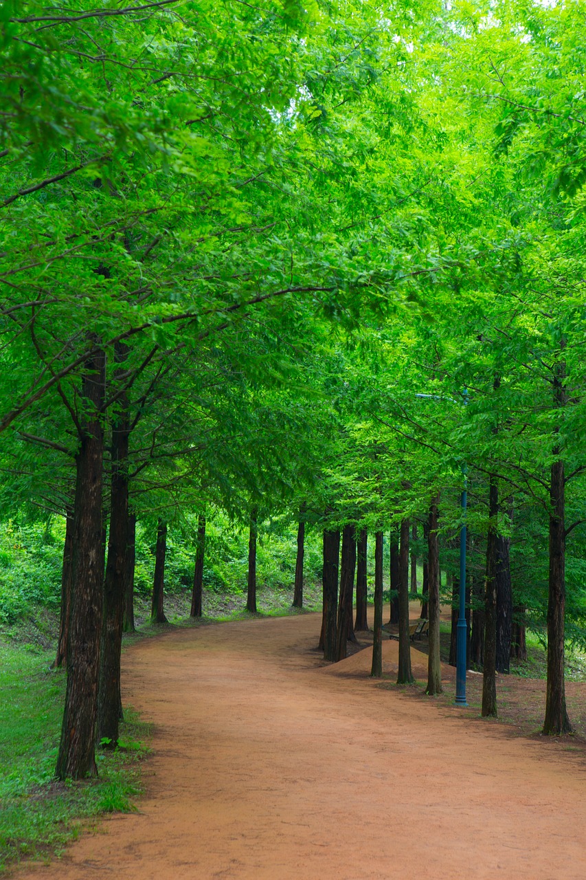 entdecken sie den heilenden wald – ein ort der ruhe und der erneuerung, wo die natur ihnen hilft, stress abzubauen und körper und geist zu regenerieren. tauchen sie ein in die transformative kraft der wälder für ihre gesundheit und ihr wohlbefinden.