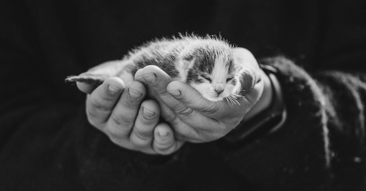 entdecken sie wertvolle tipps und ratschläge zur katzenpflege, um das wohlbefinden und die gesundheit ihrer geliebten katze zu fördern.