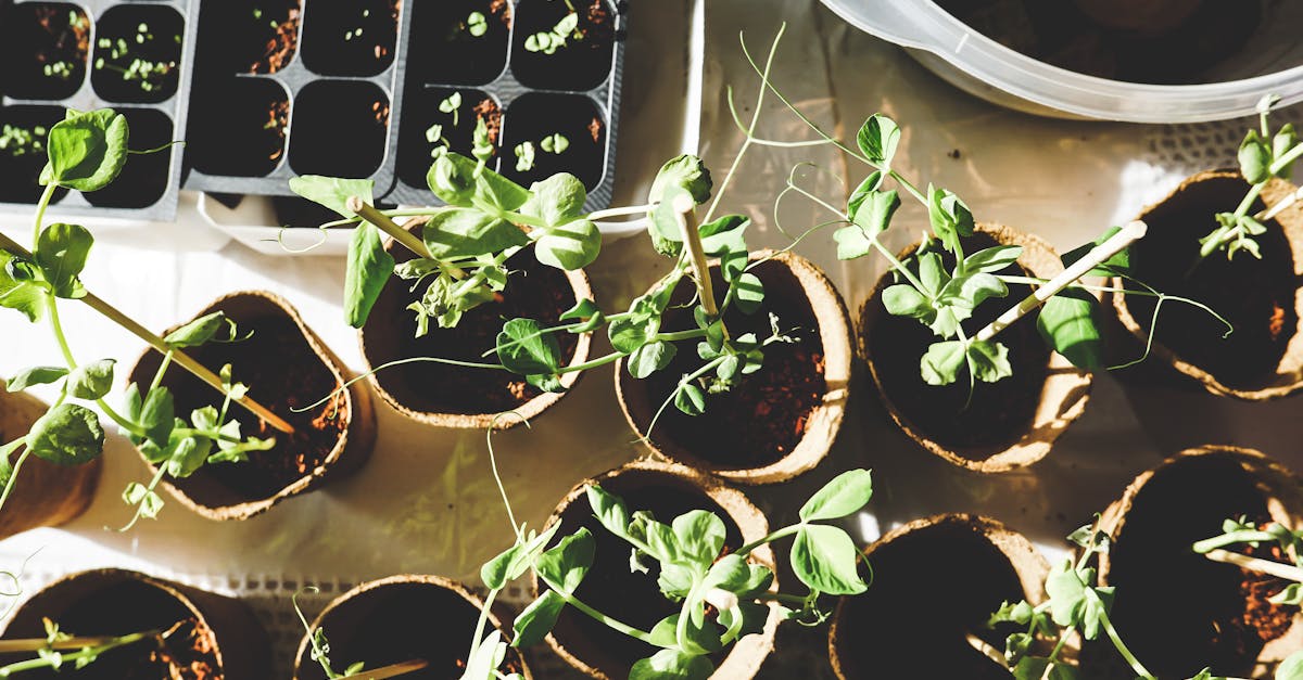 entdecken sie die kunst des gärtnerns mit unseren tipps und ratschlägen. erfahren sie, wie sie ihren garten pflegen, pflanzen auswählen und ihre grüne oase gestalten können.