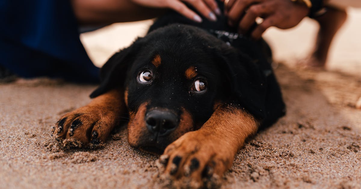 entdecken sie effektive methoden für das hundetraining! verbessern sie das verhalten ihres hundes mit praxisnahen tipps und techniken, die sowohl spaß machen als auch die bindung zwischen ihnen und ihrem vierbeiner stärken.