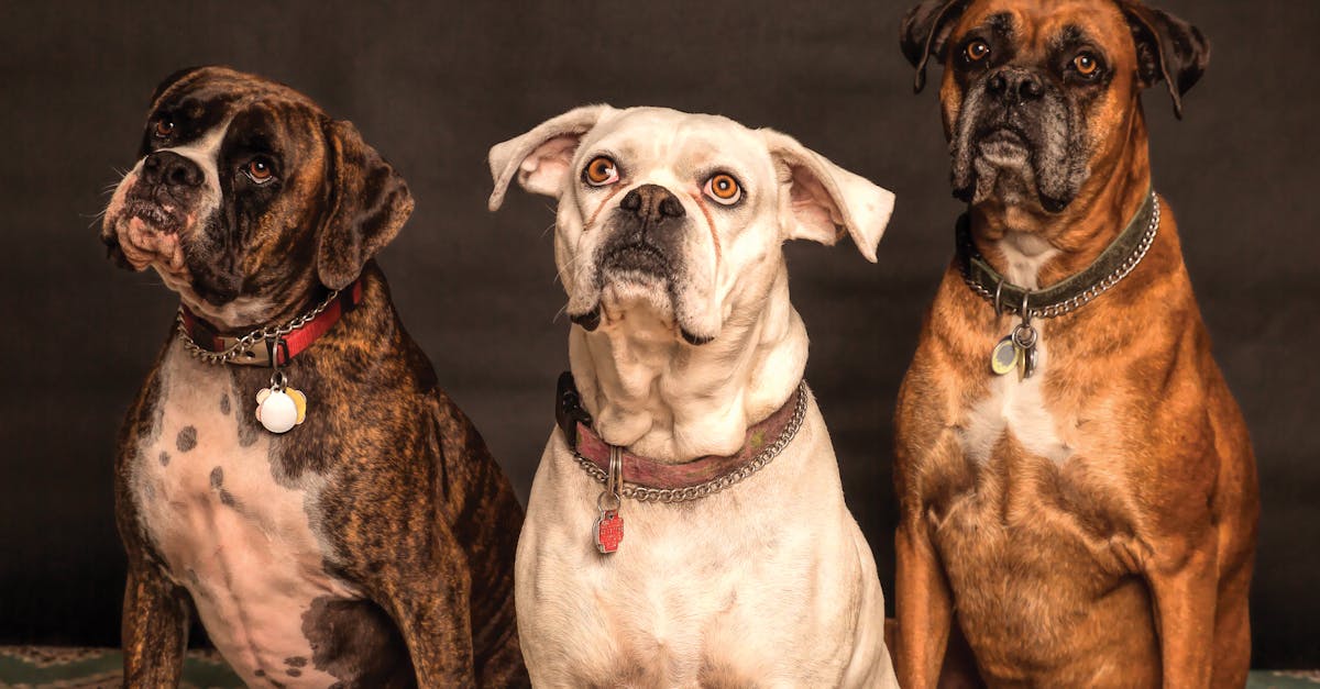 erfahren sie alles über hundetraining, von grundlegenden kommandos bis hin zu speziellen techniken. verbessern sie die bindung zu ihrem hund und fördern sie gutes verhalten mit effektiven trainingsmethoden.