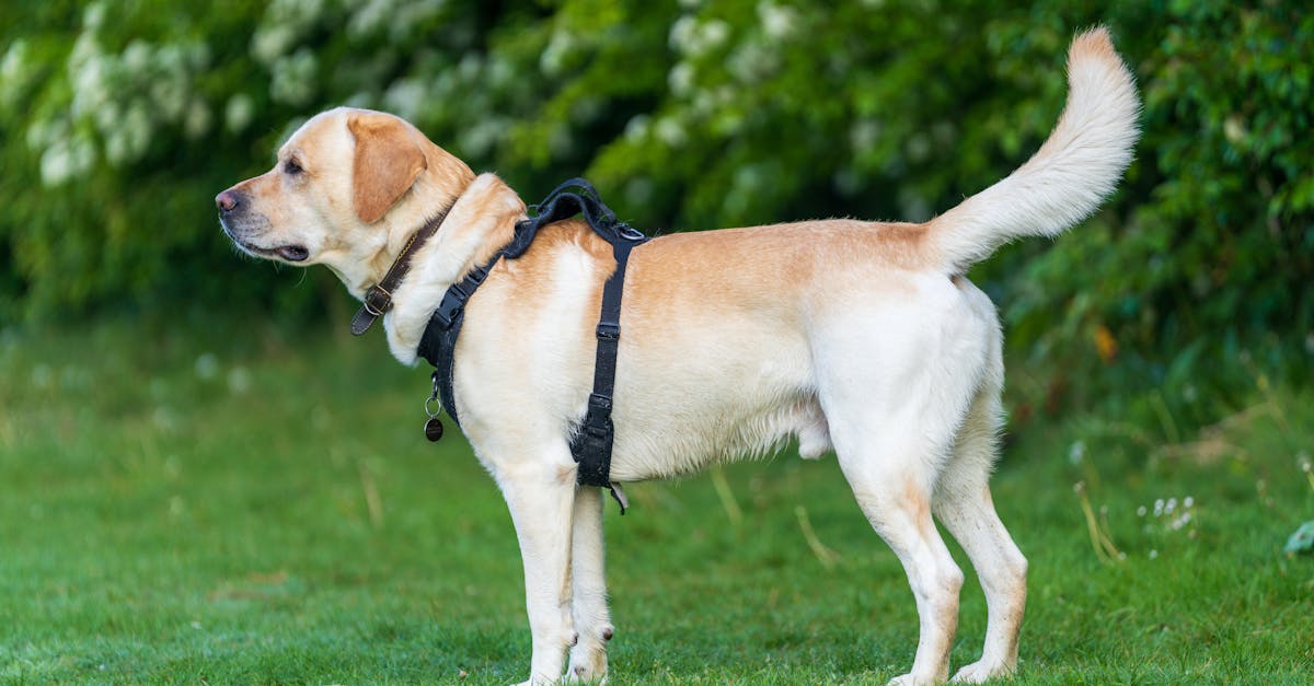 entdecken sie die besten tipps und ratschläge zur haustierpflege. von ernährung über hygiene bis zu spiel und training - sorgen sie dafür, dass ihr pelziger freund gesund und glücklich bleibt!